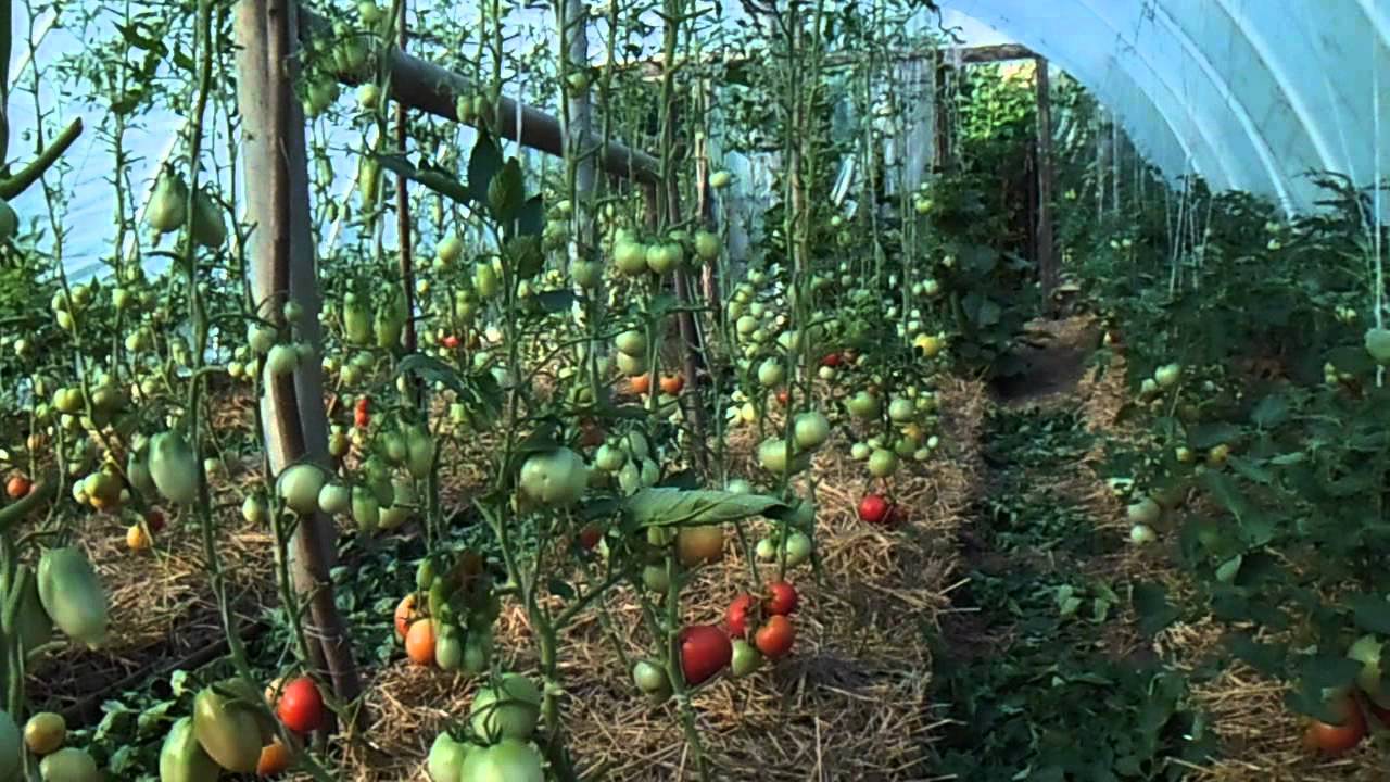 Агротехника выращивания томатов в теплице от а до я