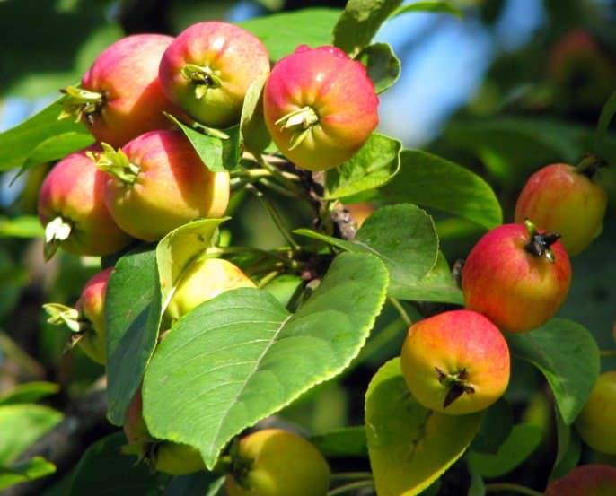 Самые лучшие сорта яблони китайки