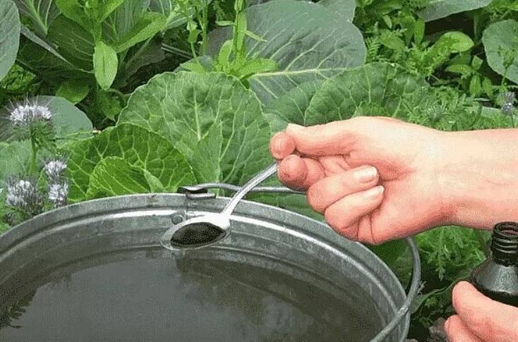 Как часто надо поливать капусту в открытом грунте