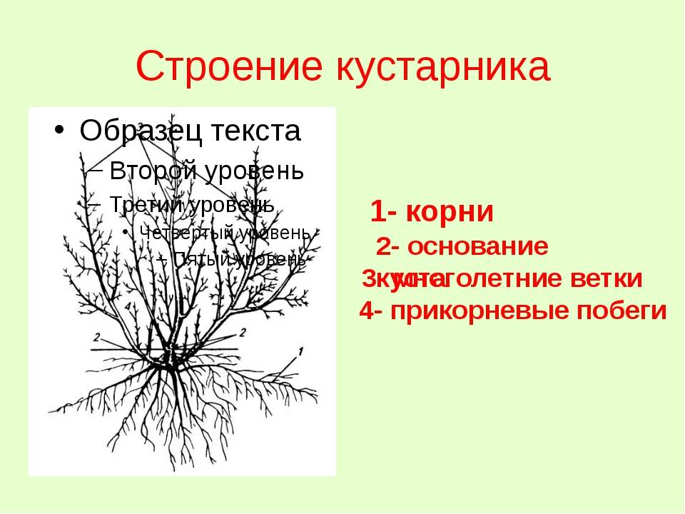 Схема кустарника и схема дерева для детей