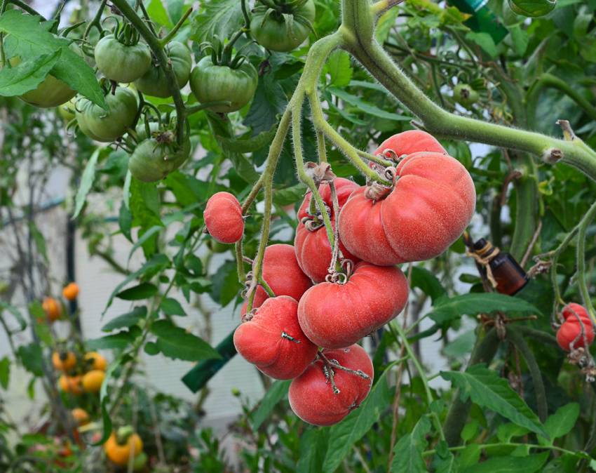 Плумкот, априум и шарафуга — уникальные межвидовые гибриды абрикоса и сливы. описание, выращивание, фото