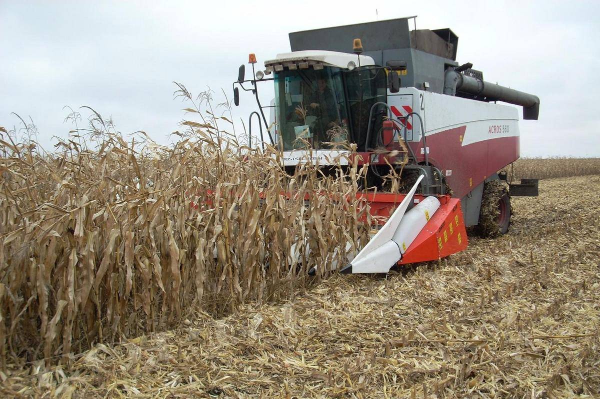 Собираем урожай вовремя: когда собирать кукурузу и как хранить её после сборки