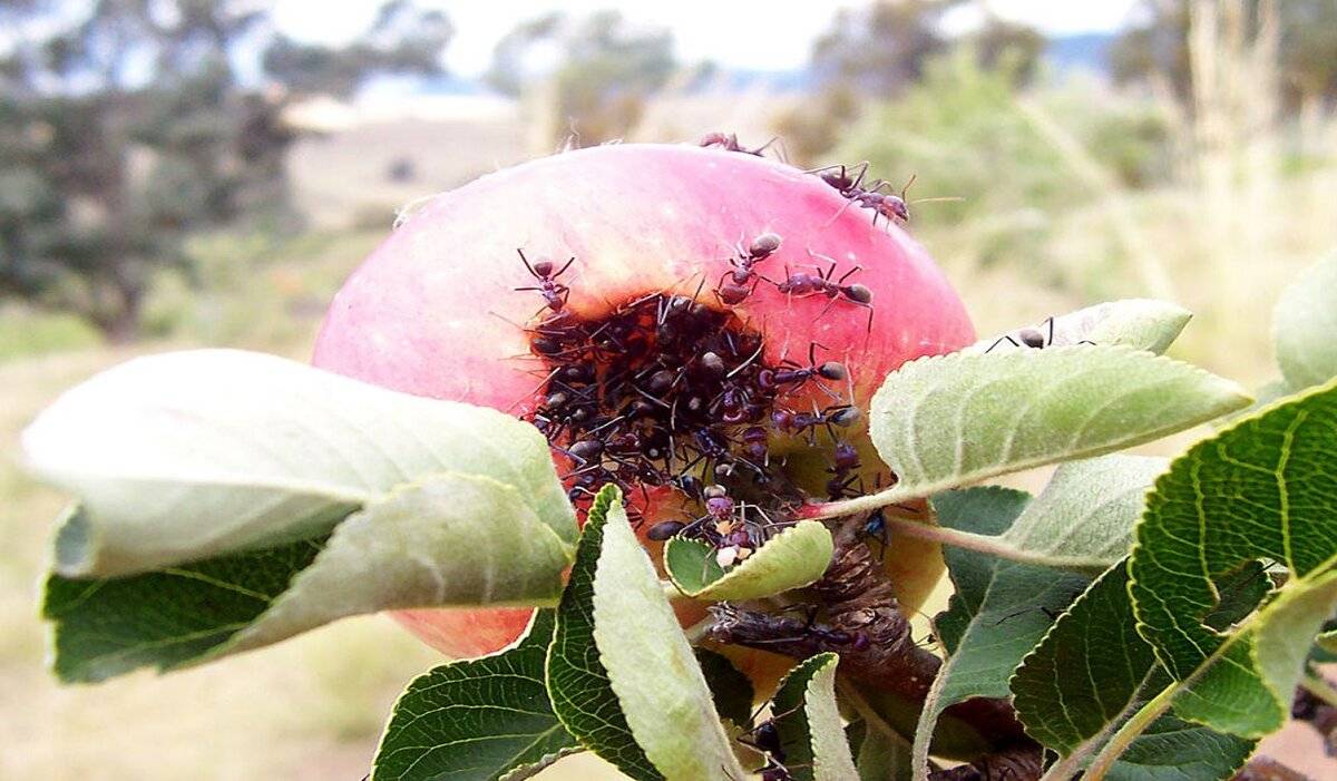 Как бороться с муравьями на яблоне: как избавиться, что делать, чем обработать яблоню | qlumba.com