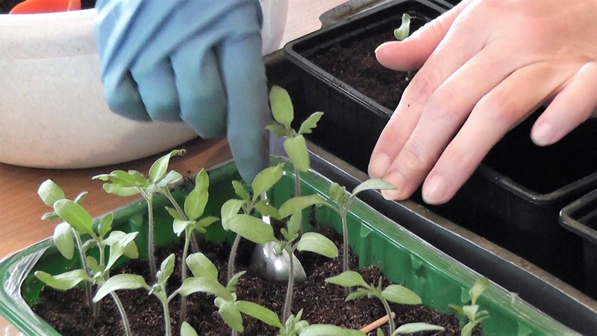Выращивание рассады томатов по методу ганичкиной - аграрный справочник