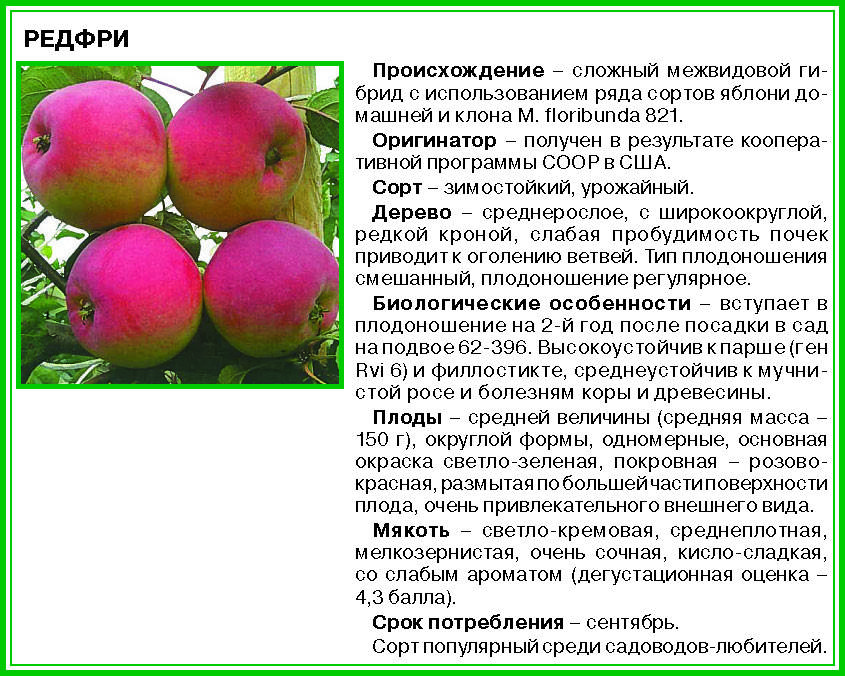 Описание сорта яблони здоровье: фото яблок, важные характеристики, урожайность с дерева