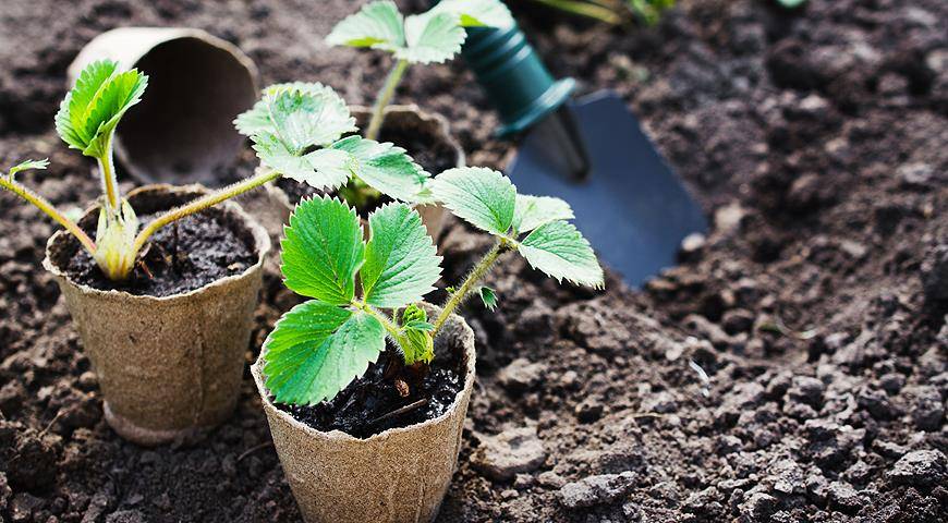 Как пересадить клубнику весной на другое место: советы начинающим садоводам