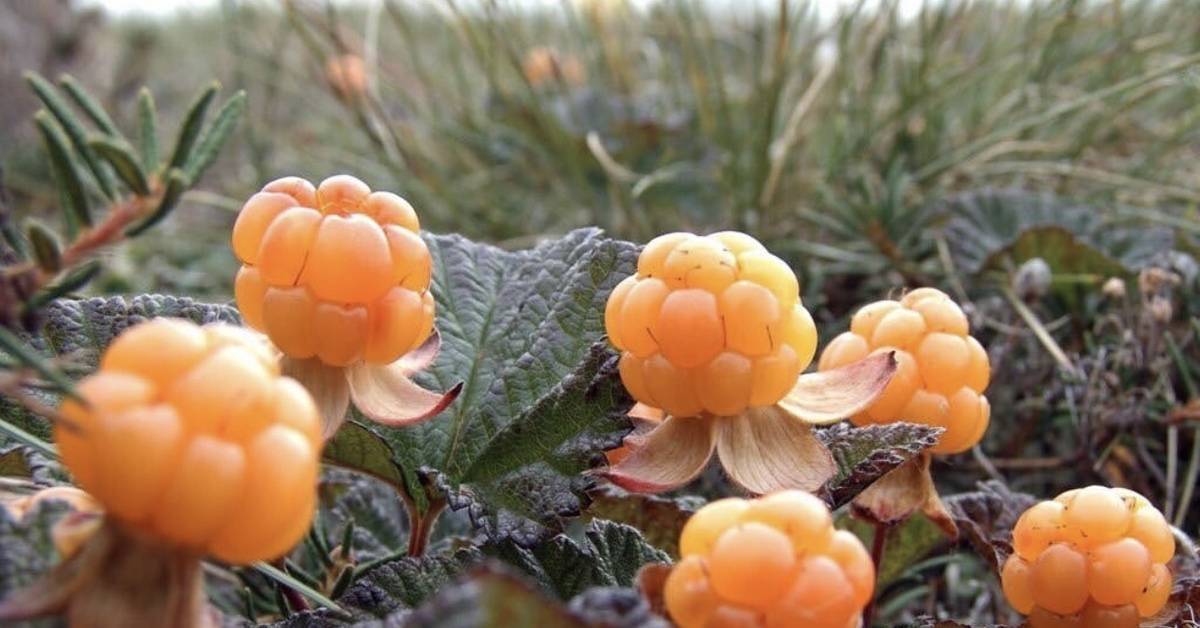 Выращивание морошки — floraprice.ru