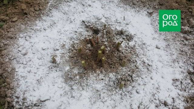 Подготовка древовидных пионов к зиме: как ухаживать осенью и укрыть на зиму