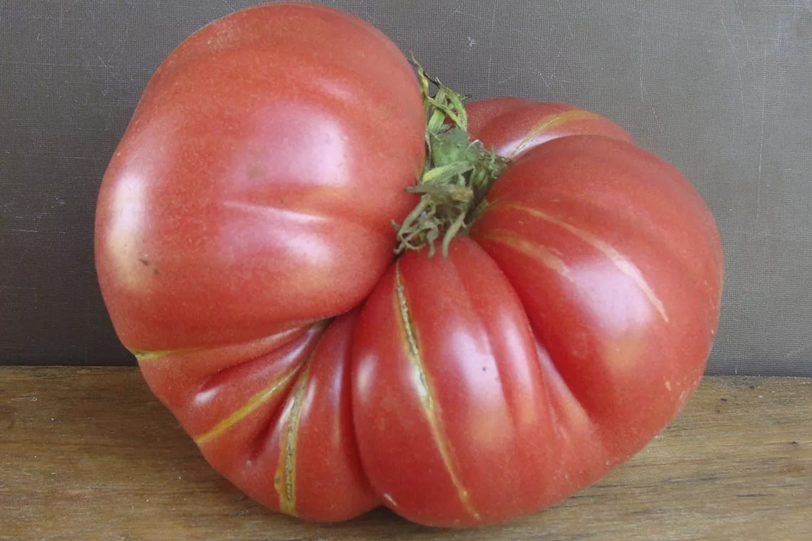 Томат суперстейк f1: отзывы об урожайности, характеристика и описание сорта, фото помидоров