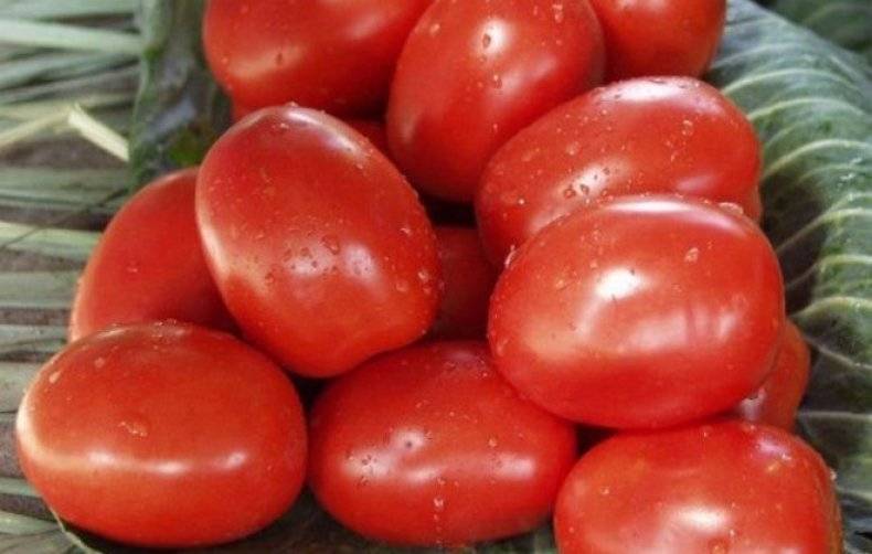 Описание томата рио фуего: характеристика и выращивание сорта