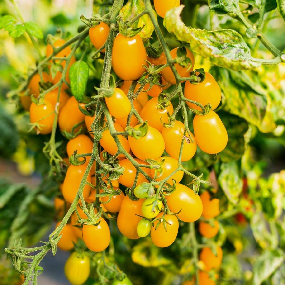Обзор лучших сортов томатов черри
