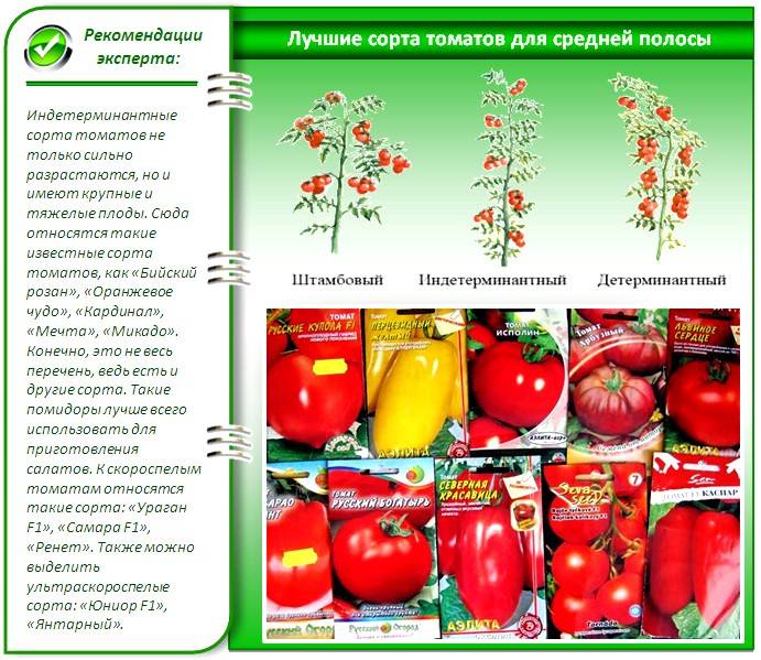 ✅ самые лучшие сорта томатов для теплицы на урале: топ-15 лучших сортов и их описание с фото - tehnoyug.com