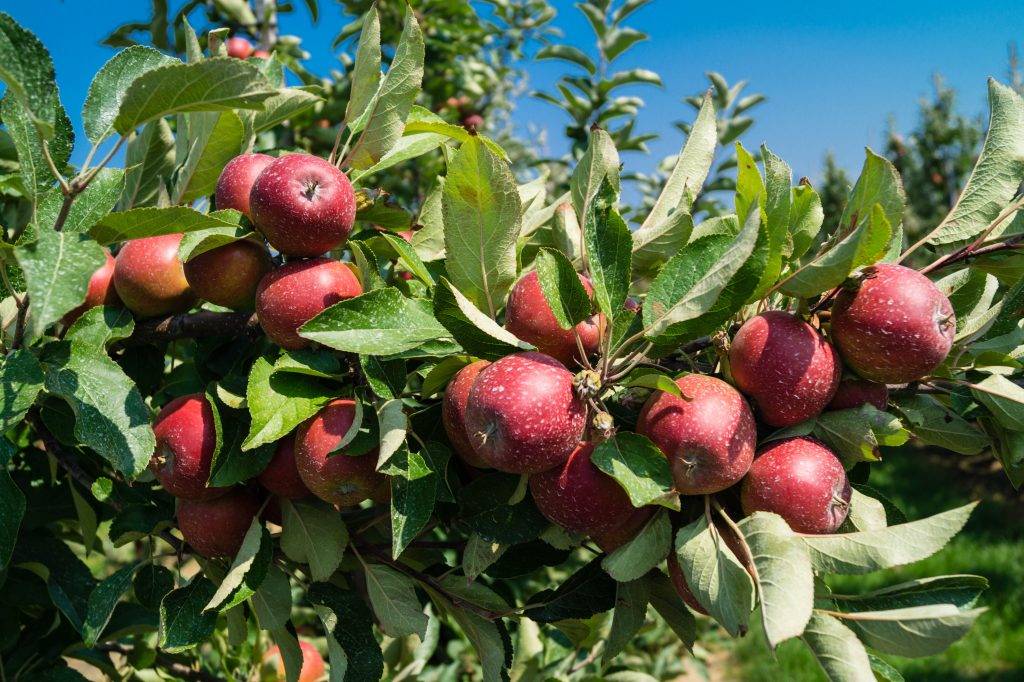 Яблоня гала: отзывы, фото, урожайность, описание позднего осеннего сорта и особенности выращивания, посадки и ухода