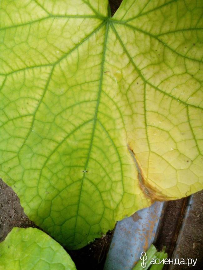 Почему желтеют листья у тыквы в открытом грунте: методы борьбы и причины болезни
