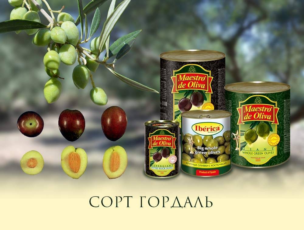 Чем отличаются оливки от маслин и что полезнее? | яблык: технологии, природа, человек