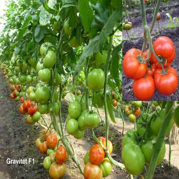 Описание томата Гравитет и выращивание в домашних условиях