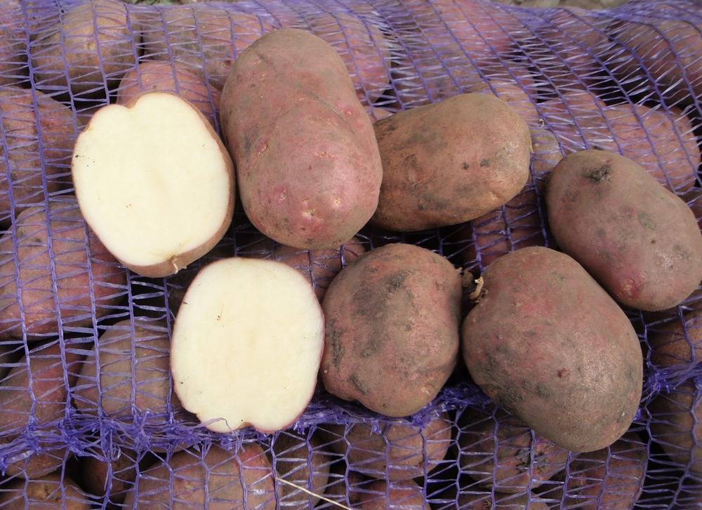 Картофель рокко: характеристика и описание сорта, фото, отзывы