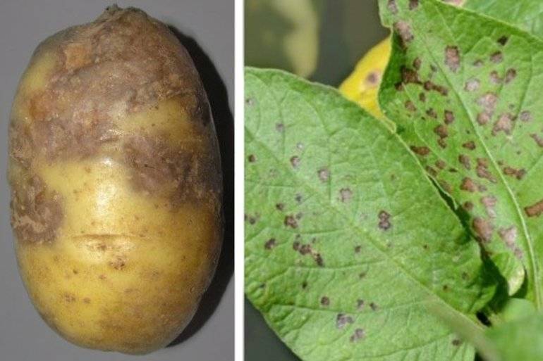 5 способов улучшить состав почвы после урожая картофеля — ботаничка