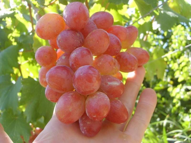 ᐉ анюта, гибридная форма винограда - roza-zanoza.ru