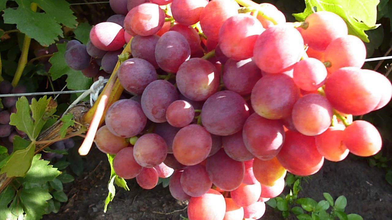 Виноград преображение: отзывы, фото, описание сорта, посадка и уход, выращивание, обрезка