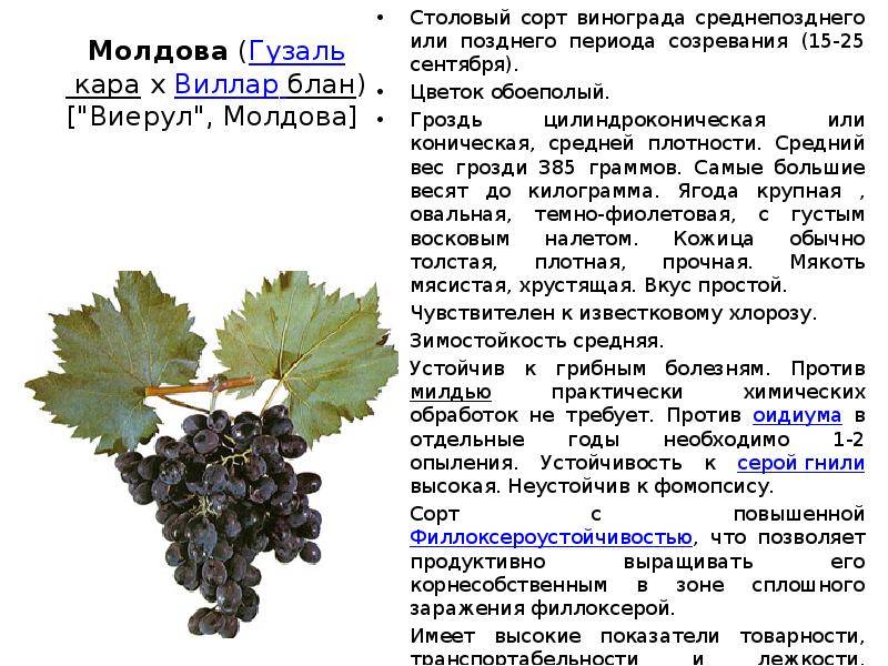 Французский сорт винограда шардоне: описание, свойства, выращивание, уход