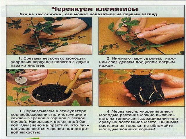 Правила размножения клематиса семенами в домашних условиях, посадка и уход