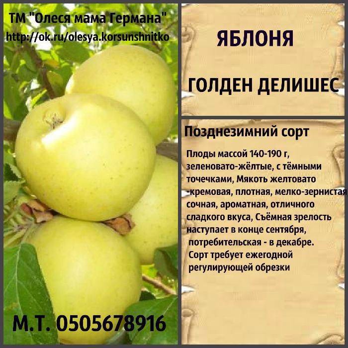 О яблоне спартак: описание и характеристики сорта, посадка и уход