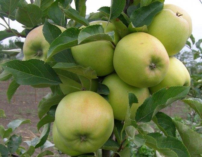 Монилиоз яблони: лечение и другие меры борьбы