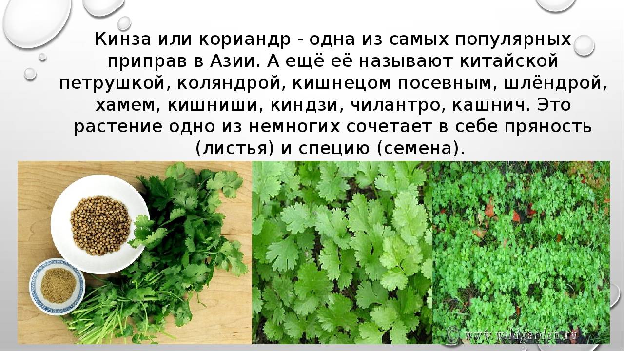5 полезных свойств петрушки, о которых вам нужно знать / и возможный вред для организма – статья из рубрики "польза или вред" на food.ru
