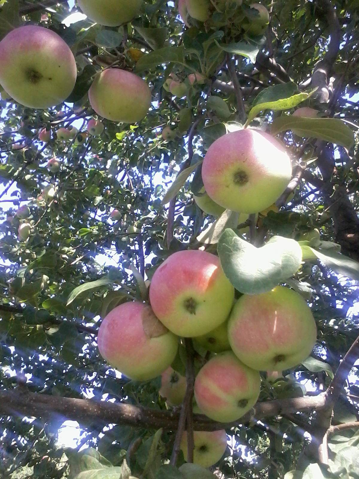 Вкусный сорт яблок «анис». описание и фото разных видов: свердловского, алого, полосатого и других