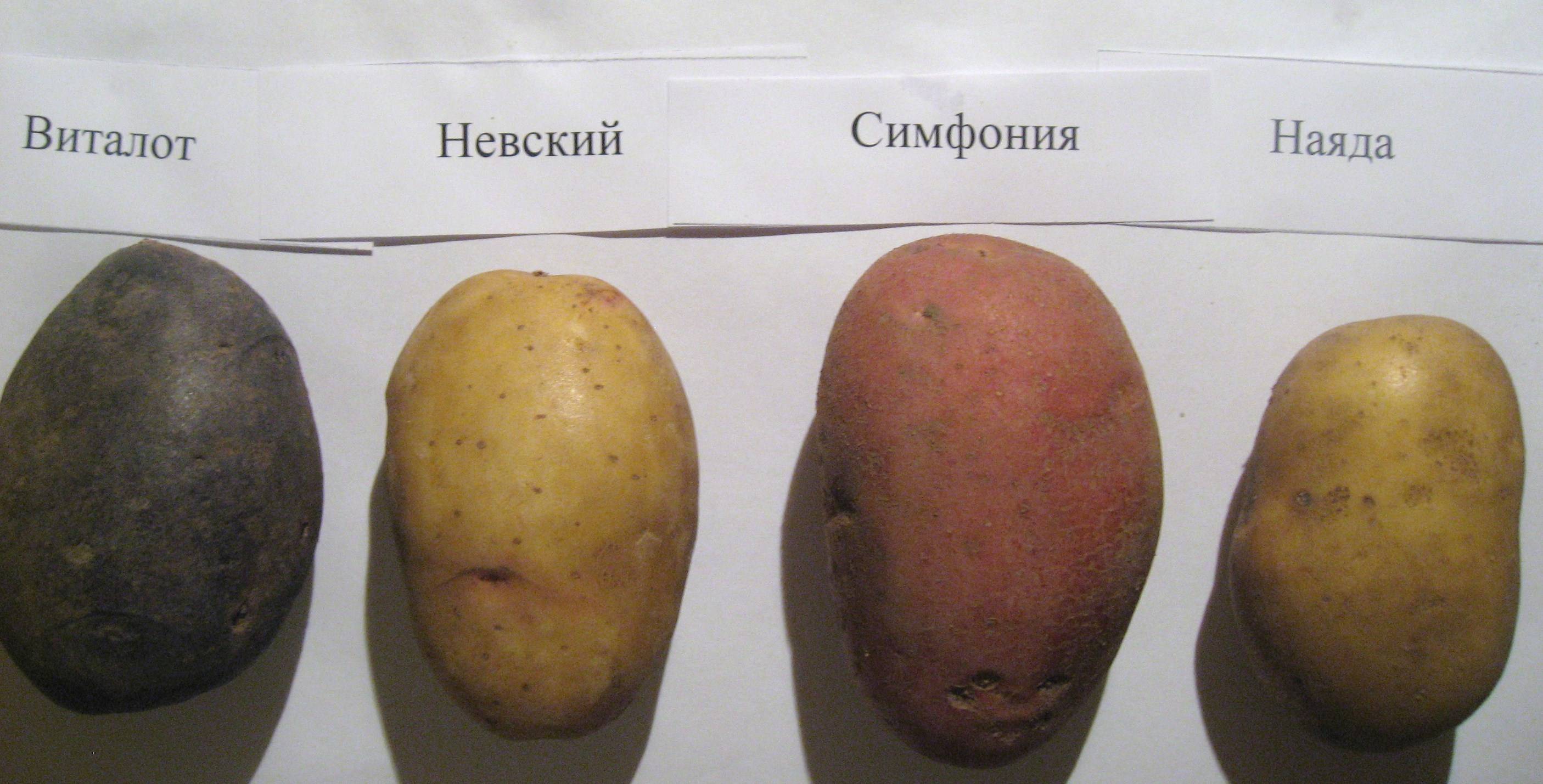 Картофель невский: описание сорта, фото, отзывы об урожайности и характеристика вкусовых качеств, подвид