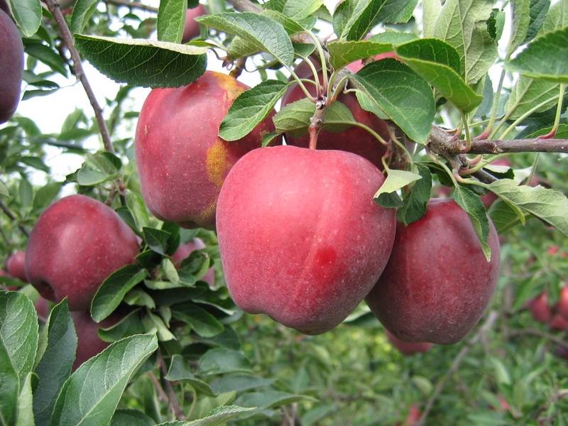 Обзор сорта яблок делишес и его основных особенностей