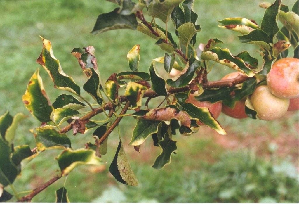 Болезни листьев яблони: описания с фото, лечение