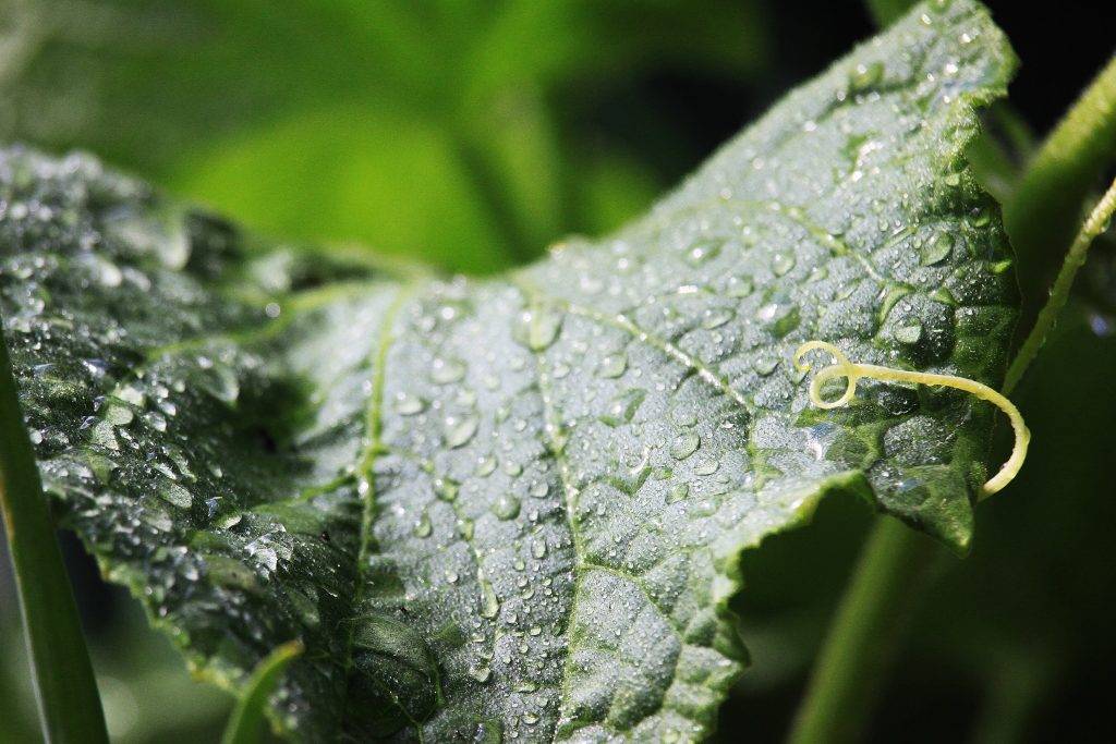 Огурцы пищевой содой. Mildew closeup. Cucumber Soda.