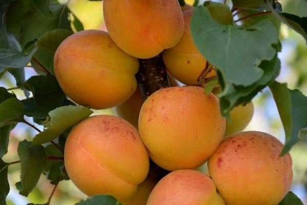 Плумкот, априум и шарафуга — уникальные межвидовые гибриды абрикоса и сливы