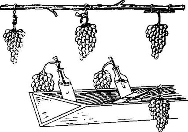 Подготовка винограда к зиме – советы садоводов как сохранить виноград