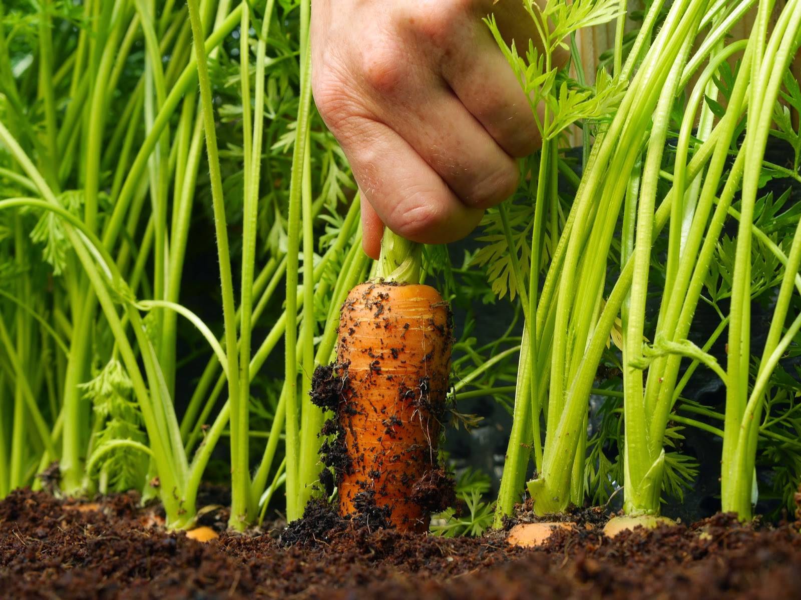 Частота полива моркови в открытом грунте