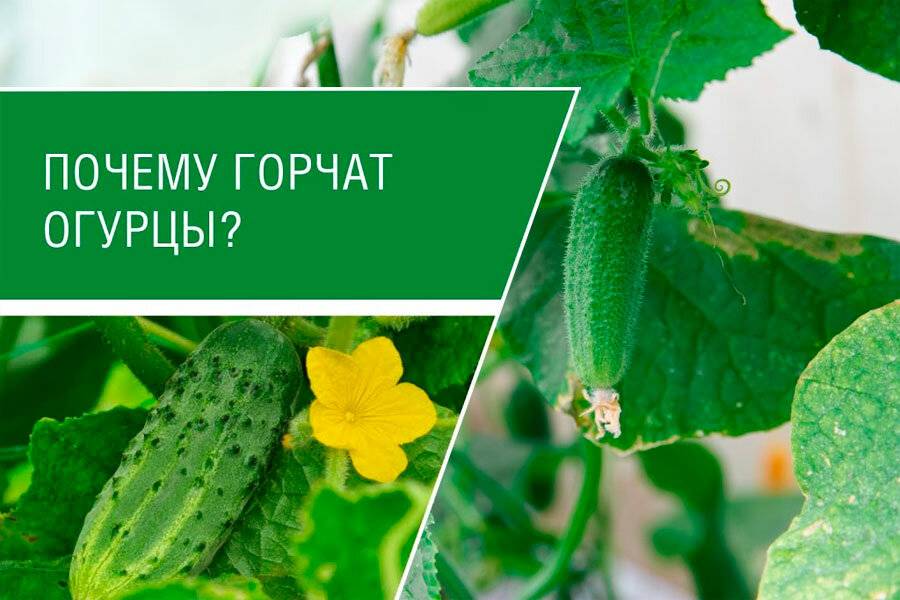 Почему огурцы горькие: что делать и как предотвратить - дачные советы.ру