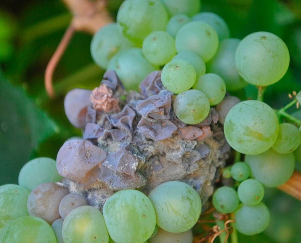 Серый налет на ягодах винограда: как бороться, способы лечения