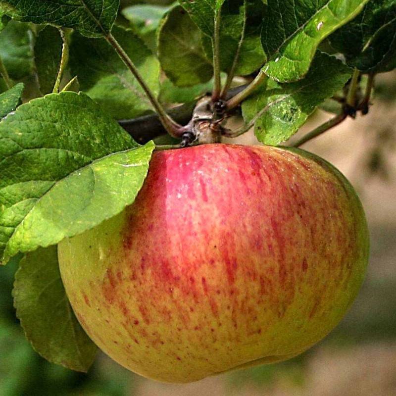 Яблоко с ярко выраженным медовым вкусом — сорт коробовка