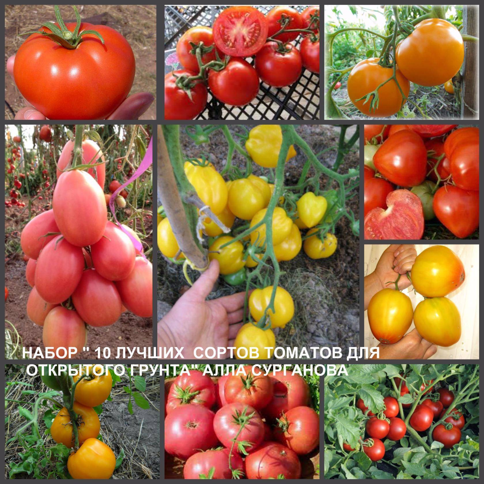 11 голландских сортов томатов для открытого грунта и теплиц