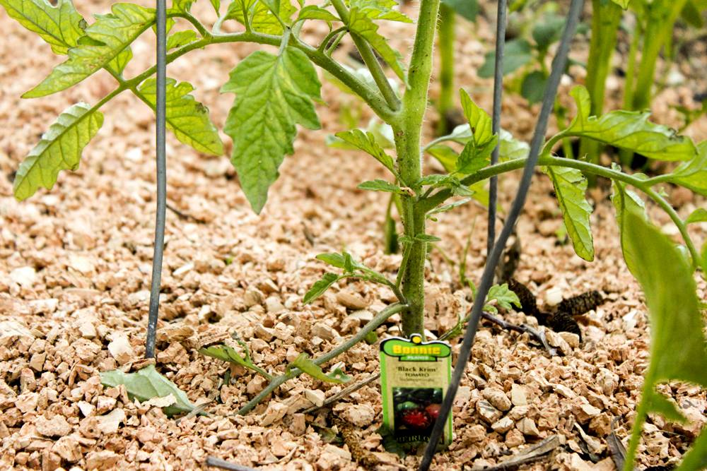 Мульчирование томатов в теплице и открытом грунте: чем и как лучше проводить с фото