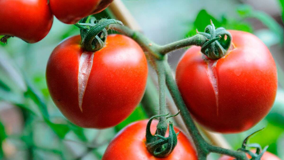 Почему трескаются помидоры в теплице при созревании на кустах, что делать