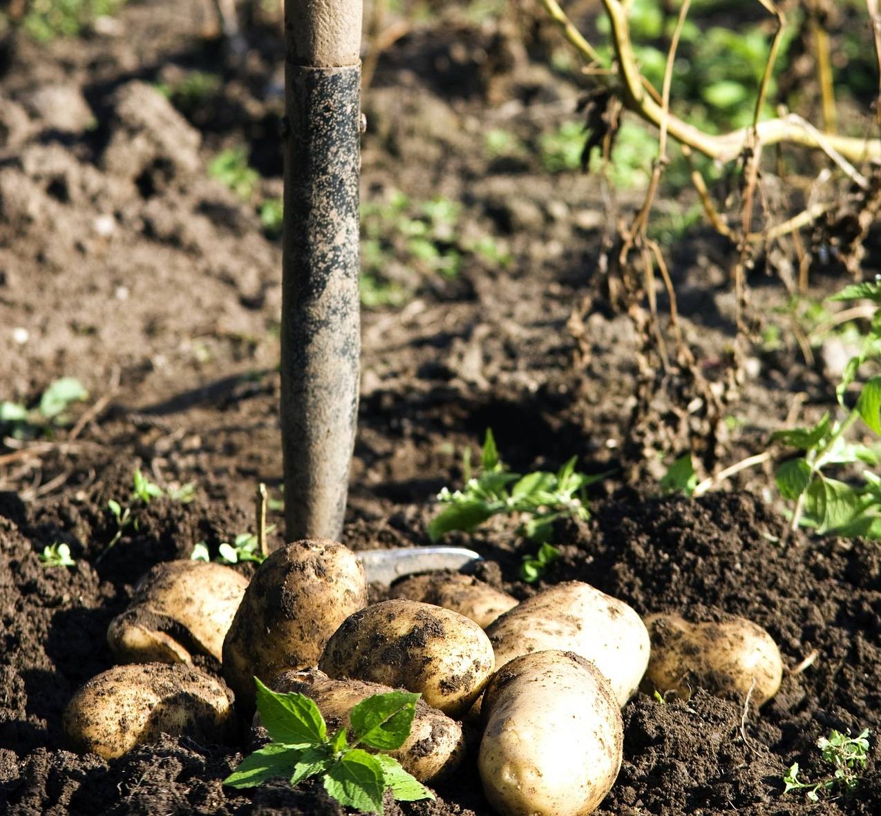 ᐉ когда копать молодую картошку на еду – признаки готовности - roza-zanoza.ru