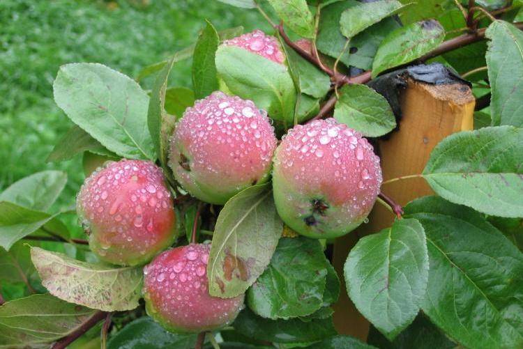 Сорта яблонь для сибири: описание и фото