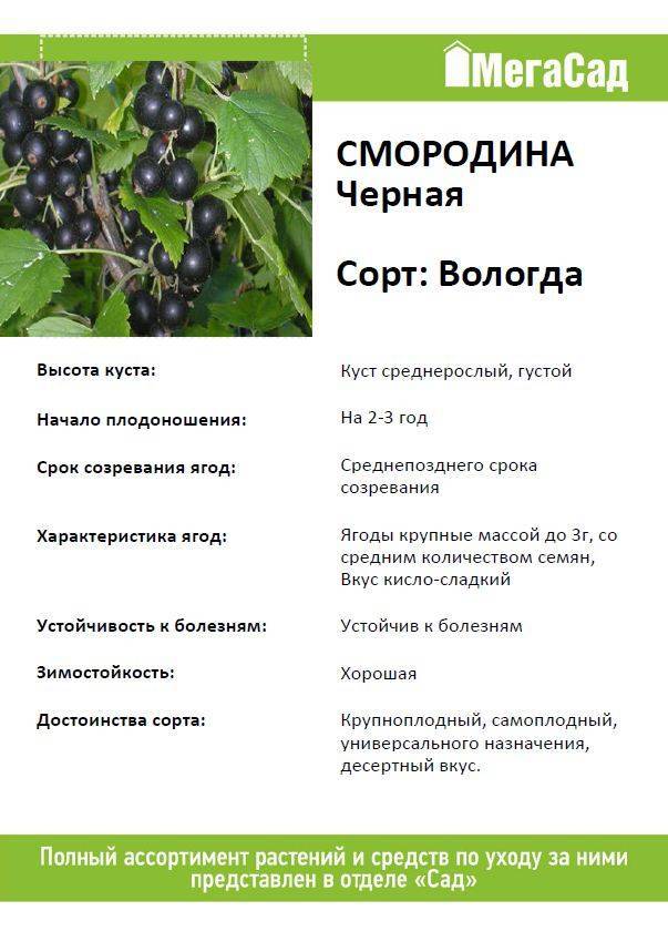Поздний, крупноплодный сорт чёрной смородины перун: описание, агротехника, уход, фото, садоводов