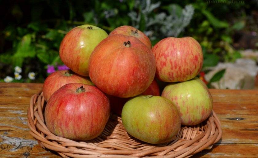 Описание и тонкости выращивания яблони сорта коробовка