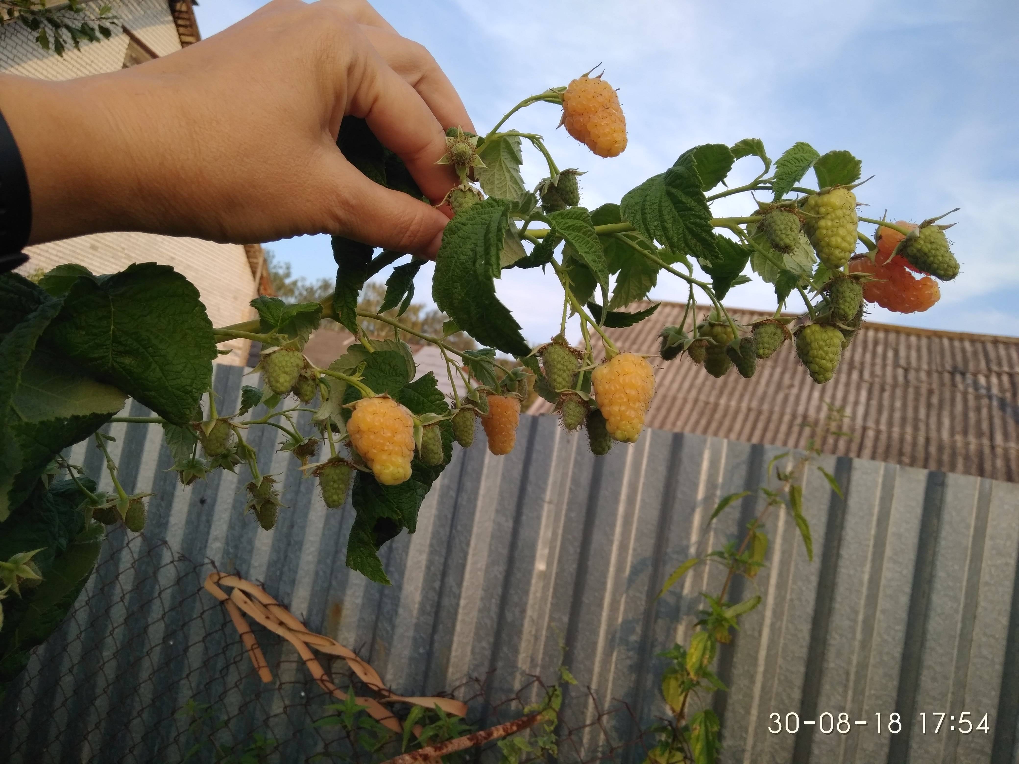 Сорт малины оранжевое чудо: описание сорта и фото :: syl.ru