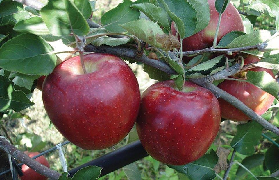 Сорт яблок джонагоред: основные отличия и характеристика, агротехника выращивания и уход, отзывы