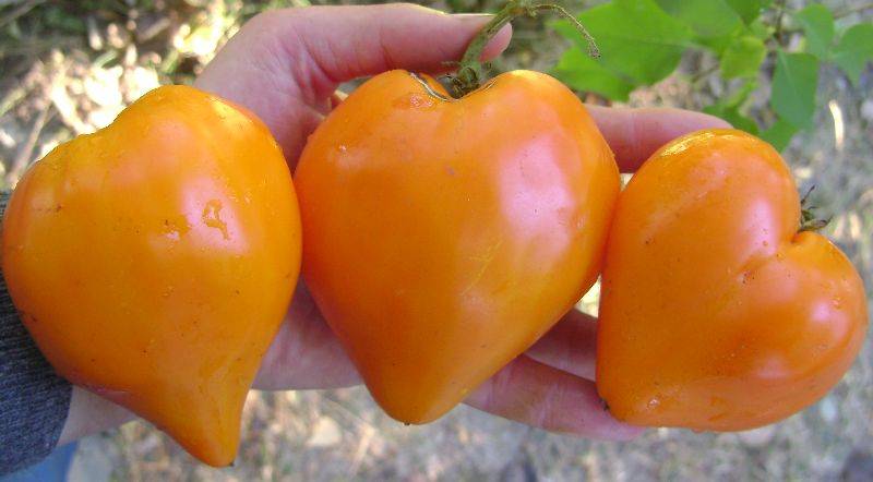 Вкусные и ароматные помидоры, похожие на гигантские ягоды — удивительный томат «немецкая красная клубника»